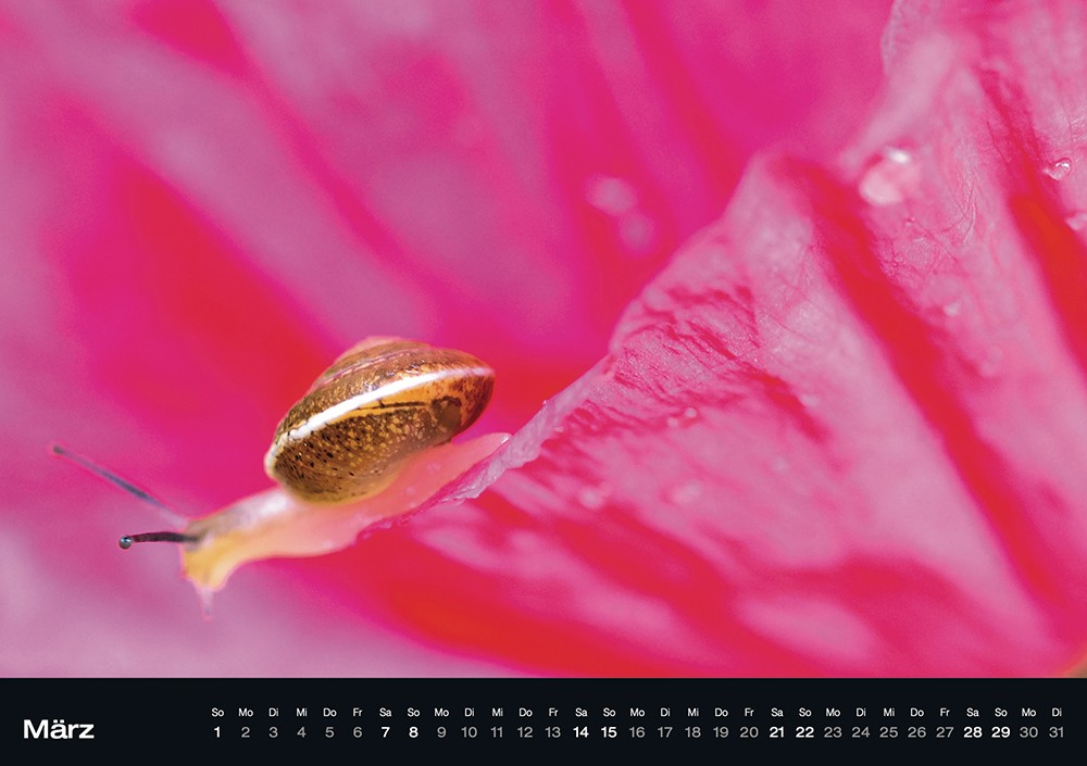 thumbnail 3. Mohnkalender März Kopie