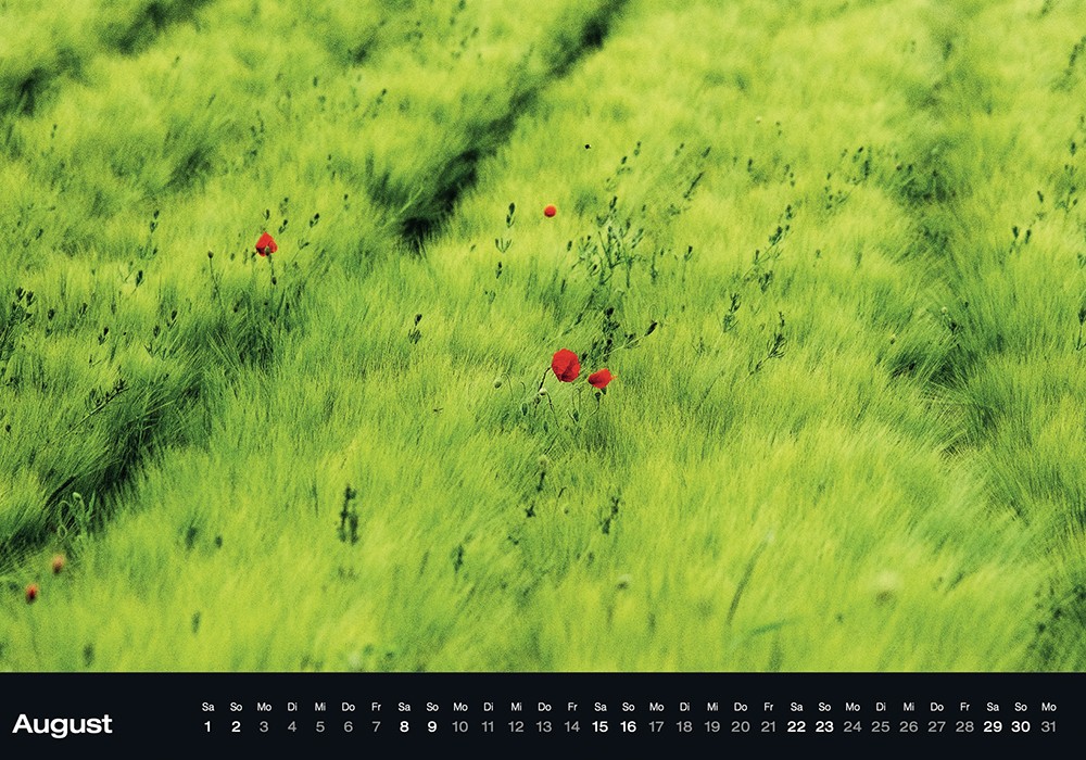 thumbnail 8. Mohnkalender August Kopie