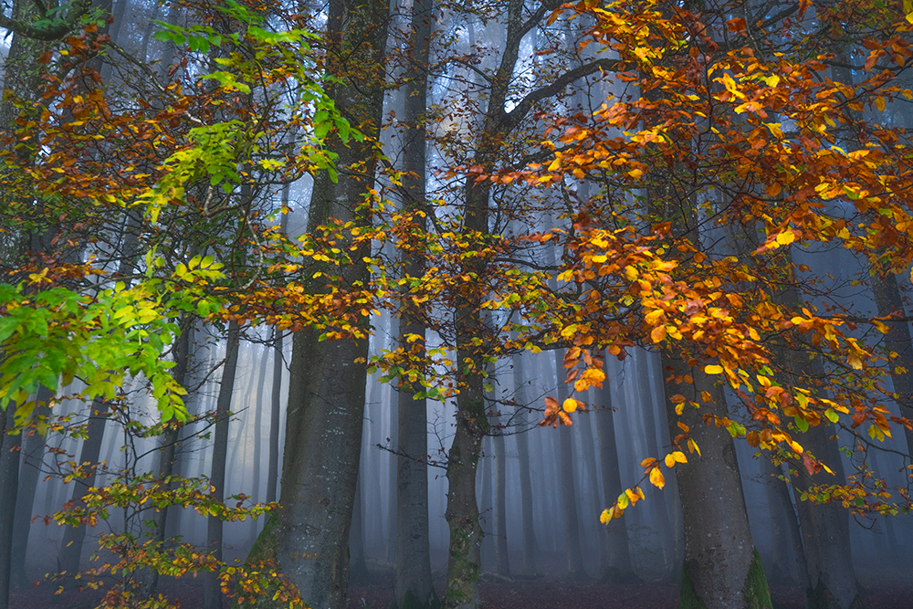 Herbstzauberwald-DSC_1019-HP.jpg