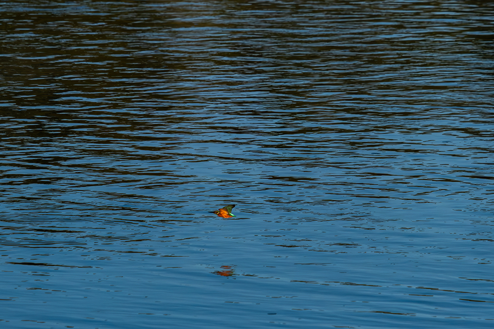 eisvogel-DSCF0166-Verbessert-RR-hp.jpg