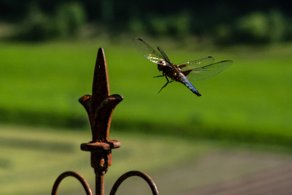 Libelle-DSCF3371-HP.jpg