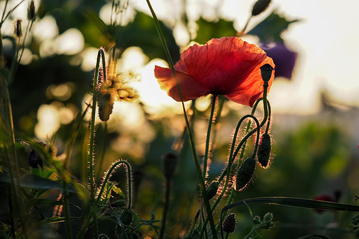 0111_Mohnblume_0660_HP.jpg