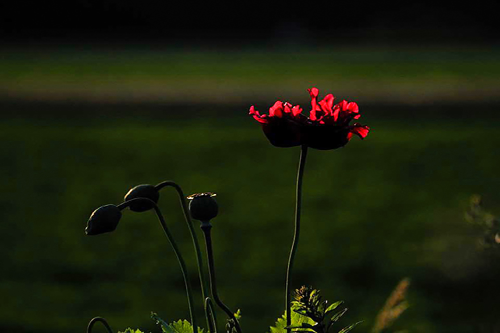 0114_Mohn_0580_HP.jpg