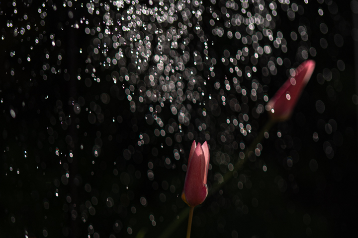 DSC02205.jpg