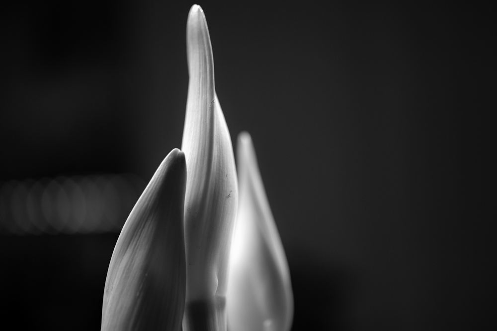 DSC_0964.jpg