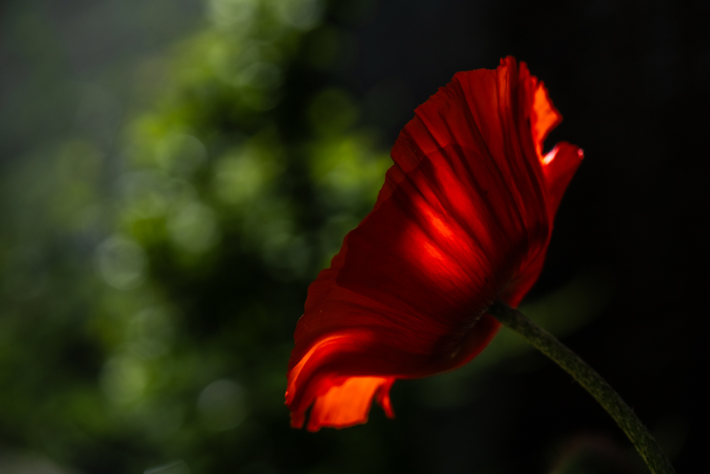 Mohnlight_DSC_6989_HP.jpg