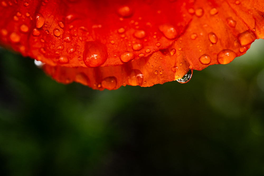 Mohnsoon-DSC_7557-HP.jpg