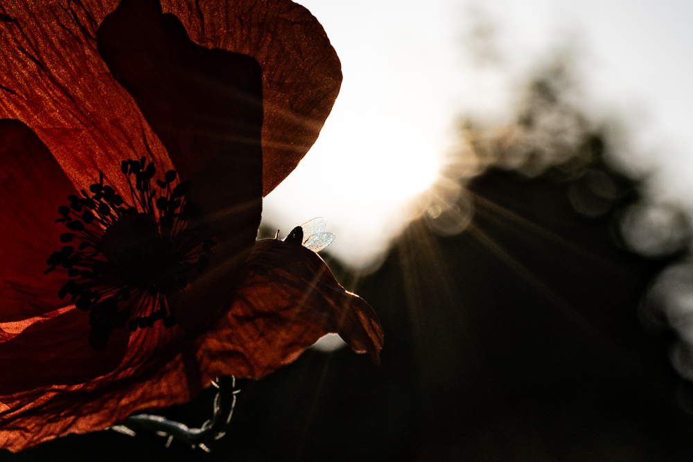 Morgenmohn-DSC_8387.jpg