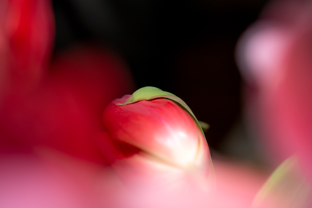 Tulpenstrauss-Marz-2026_6616__HP.jpg