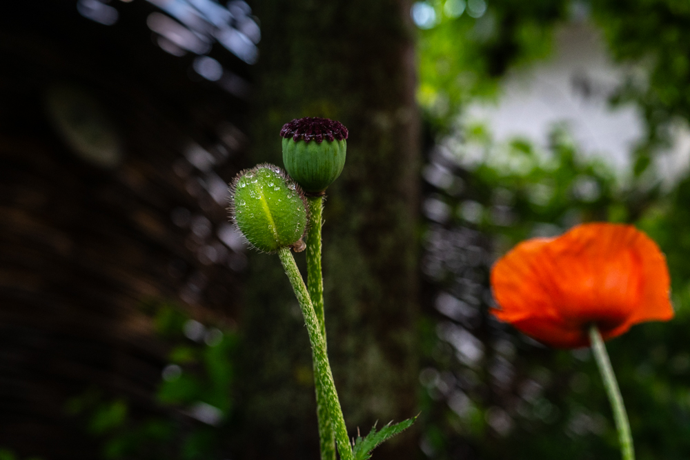 UmarmMohn_DSC_7113_HP.jpg