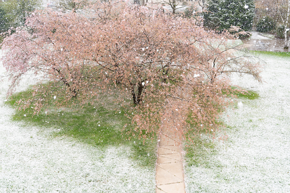 0017_Schneeweisschen_und_Rosenrot_DSC03766_HP.jpg