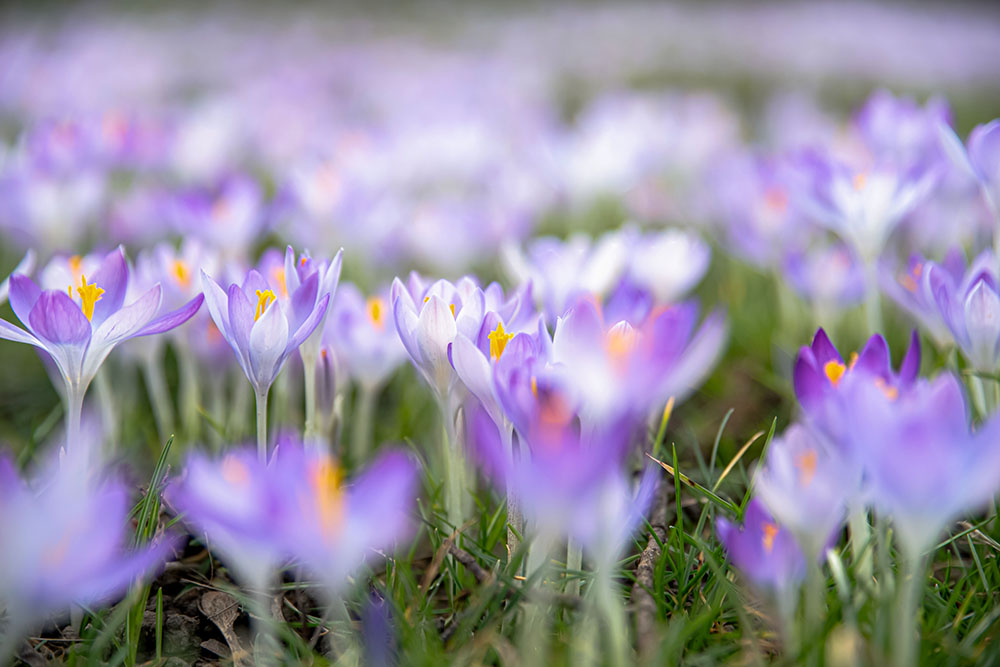 2404_Krokussli-1DSC_3762-bearbeitet_HP.jpg
