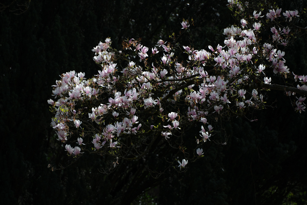 2404_Magnolie_DSC_5696.jpg