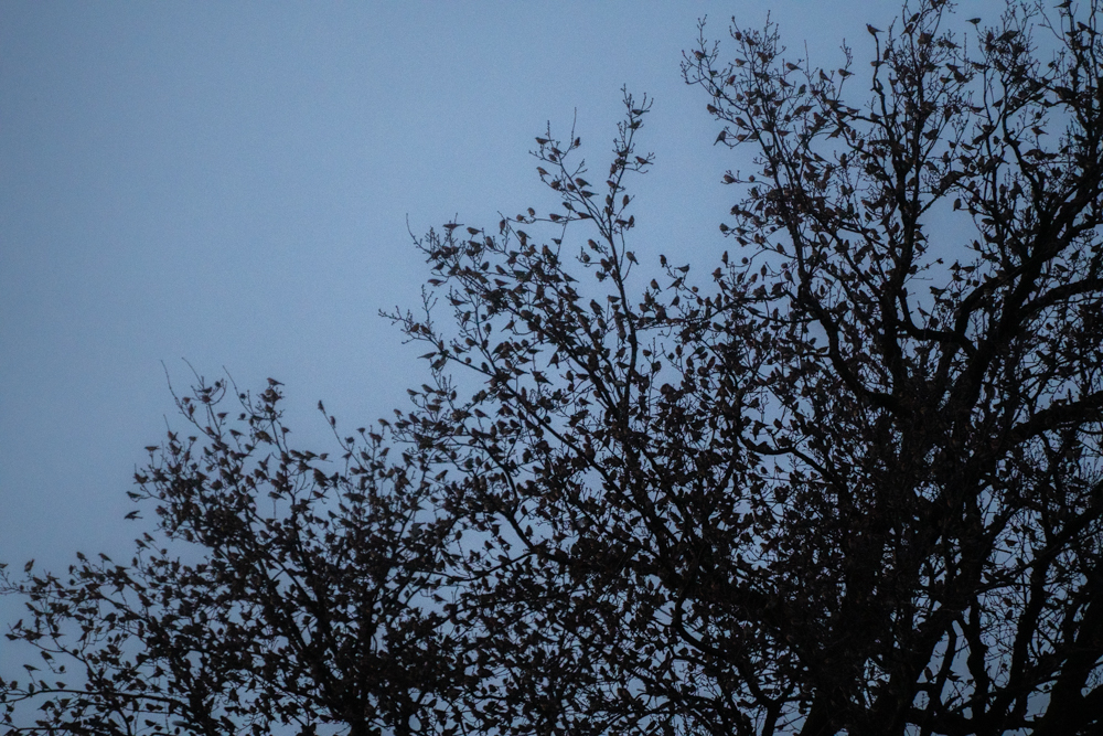 DSC_1383.jpg