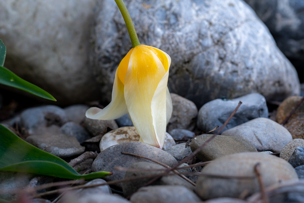Frosttulpen-Marz-2026_20260328_1038Tulpenstrauss-Marz-2026_DSC_6748_HP.jpg