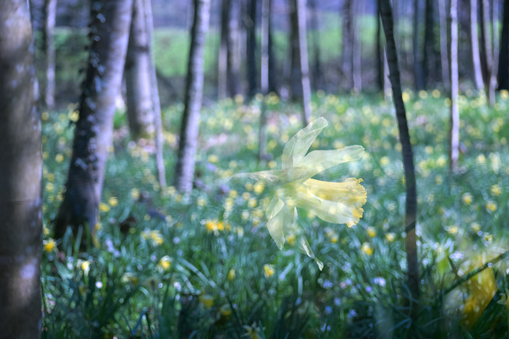 Manzenblumen-DSC_6392-2-HP.jpg