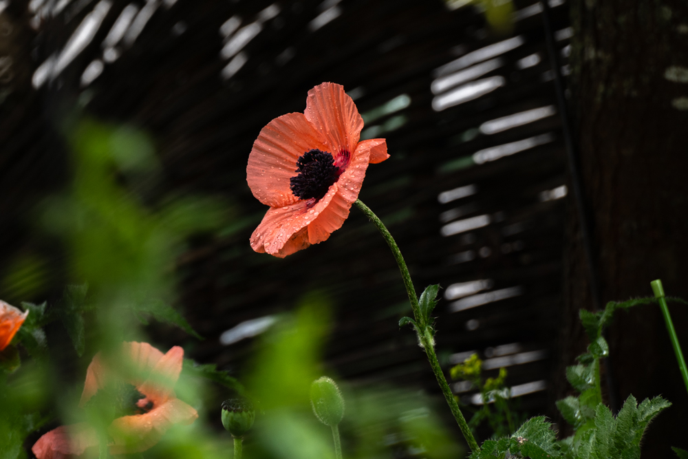 Mohn-DSC_8052.jpg