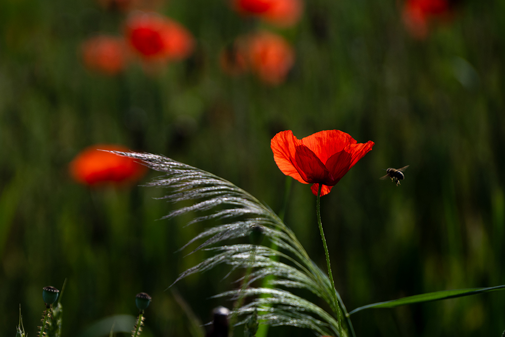 Mohnlandung_DSC_7742-2_HP.jpg