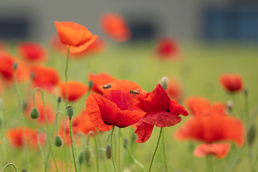 mohn03.jpg