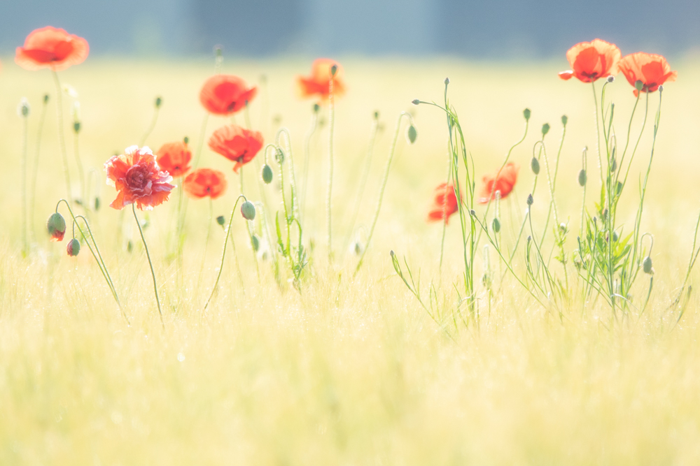 mohn05.jpg