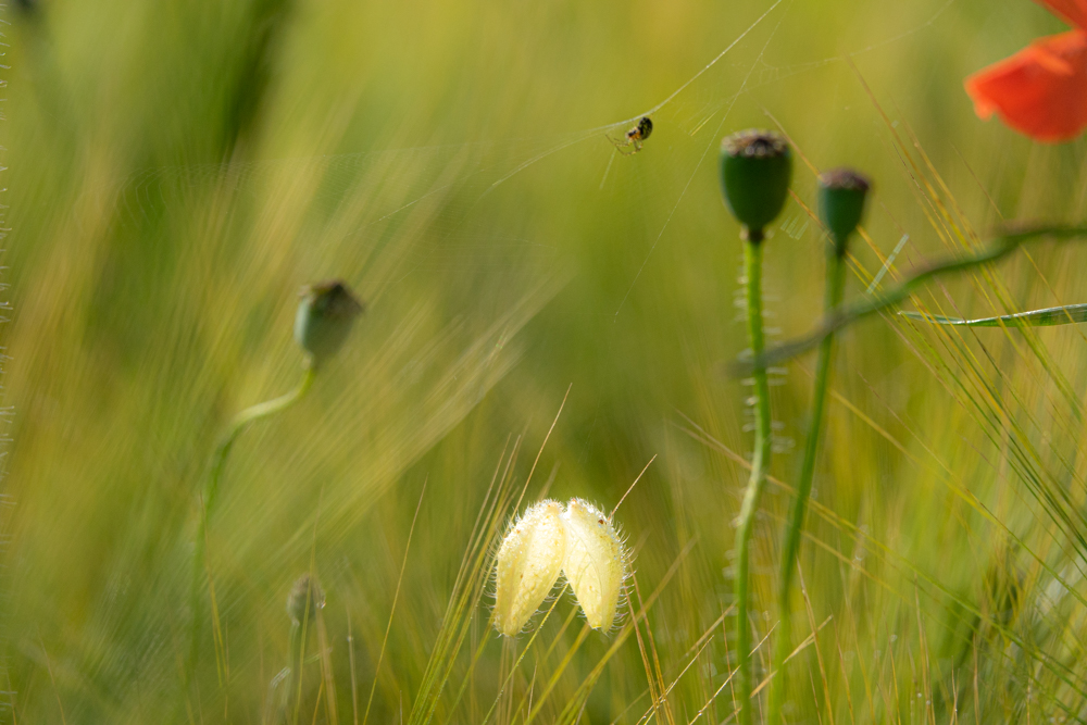 mohn06.jpg