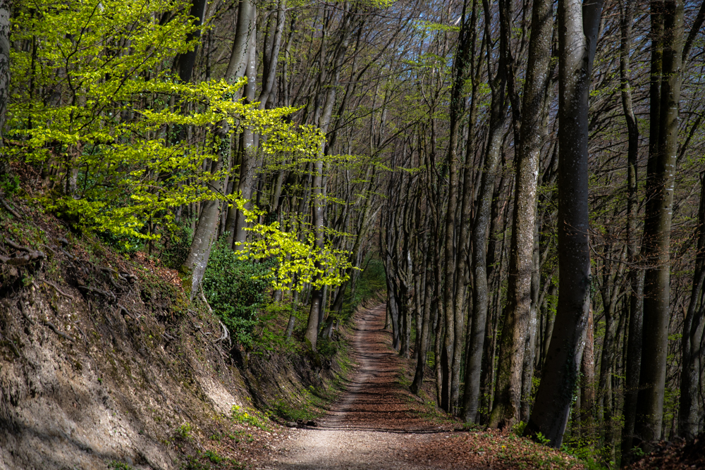 supergreen_DSC_6072_HP.jpg