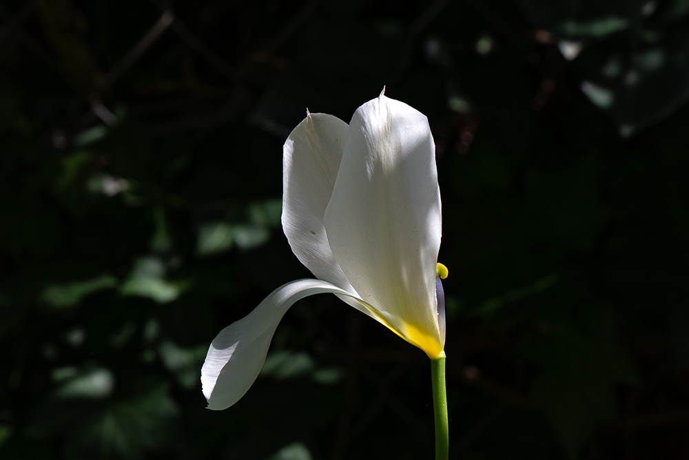 freche Tulpe DSC 7327